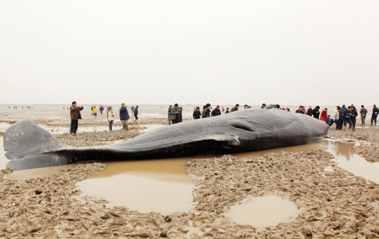 鹽城海灘建設新聞網站最新(鹽城海灘建設新聞網站最新報道)