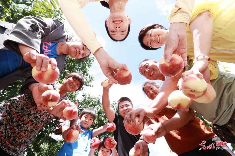 包含互聯網大桃最新消息的詞條